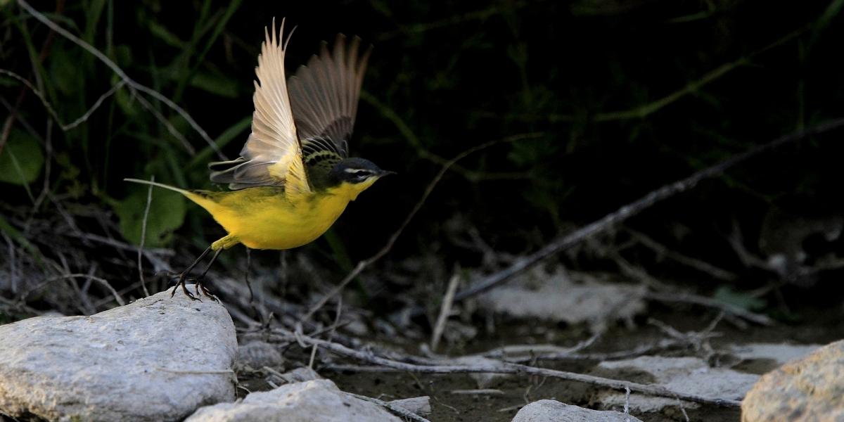 Bergeronnette printanière (Motacilla flava) en vol à Patrimonio (Corse)
